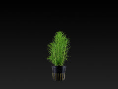 Pogostemon deccanensis (erectus)