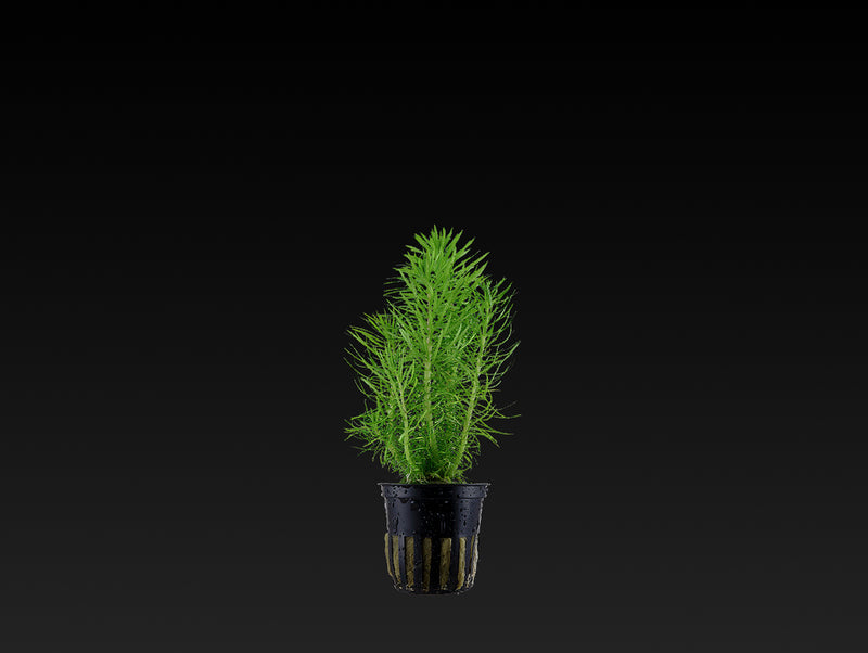 Pogostemon deccanensis (erectus)