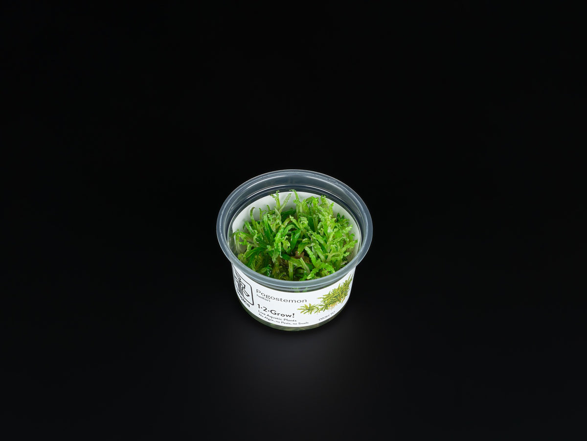 Pogostemon helferi