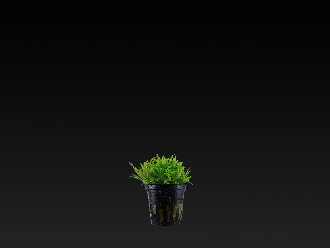 Pogostemon helferi