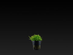 Pogostemon helferi