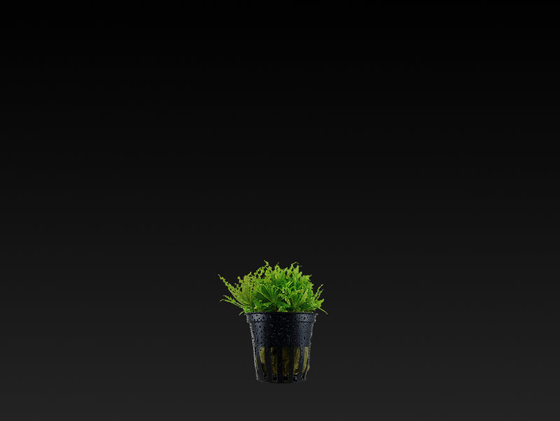 Pogostemon helferi