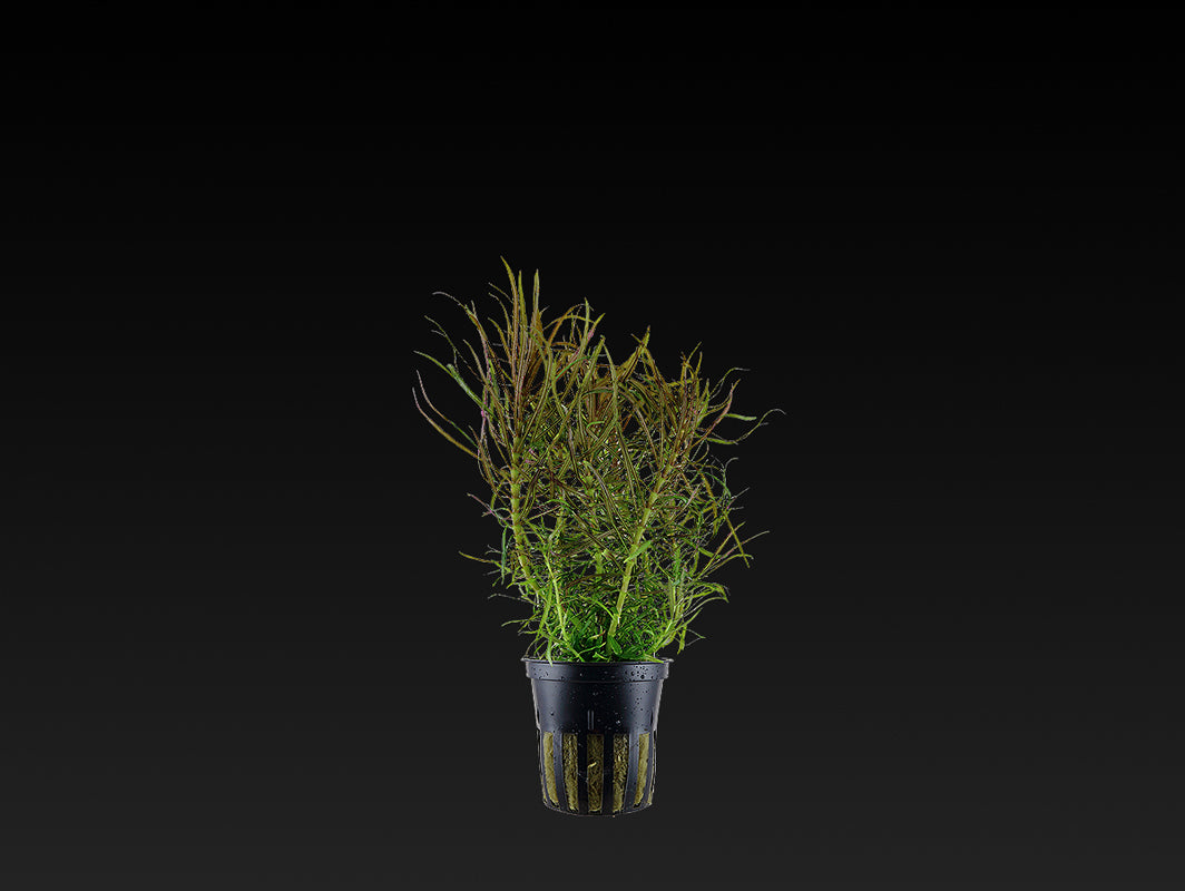 Pogostemon stellatus