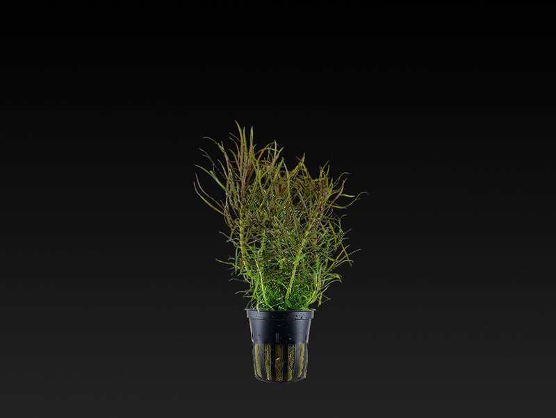 Pogostemon stellatus