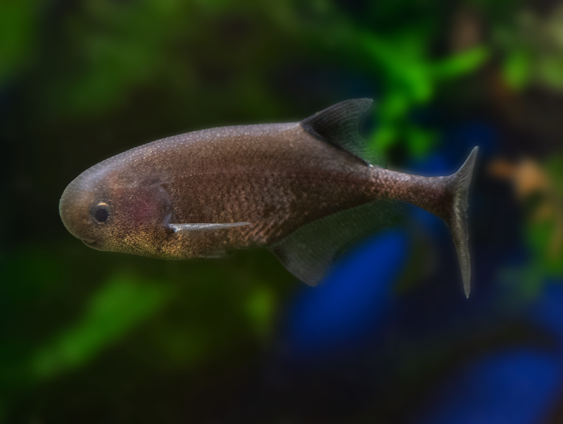 Roter Zwergrundnasenelefantenfisch