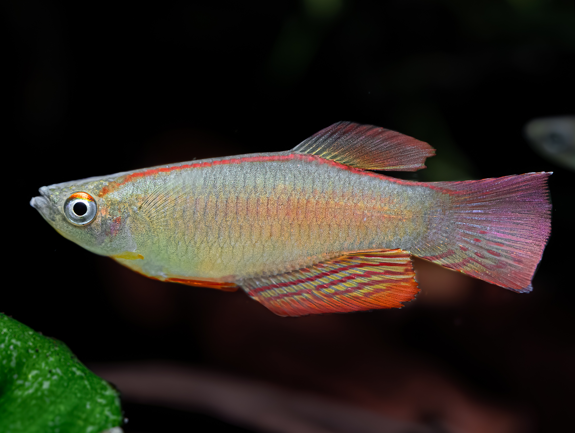 Langflossen-Leuchtaugenfisch