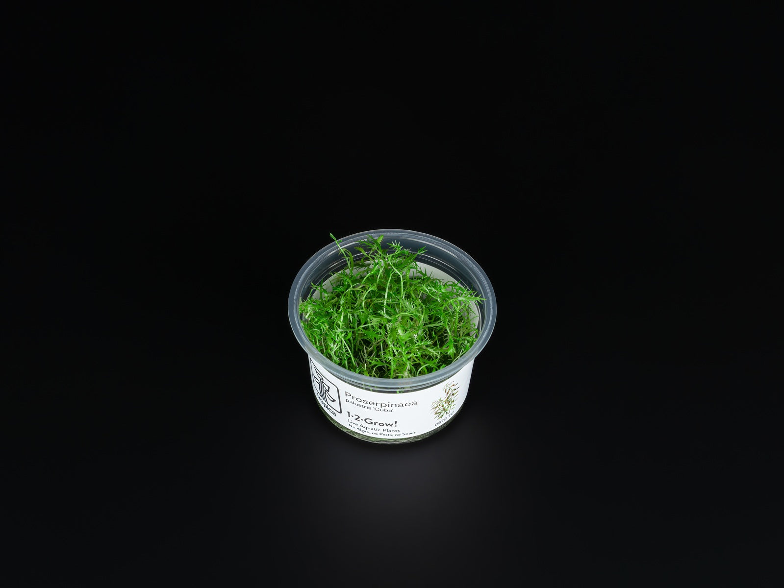 Proserpinaca palustris 'cuba'