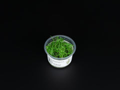 Proserpinaca palustris 'cuba'