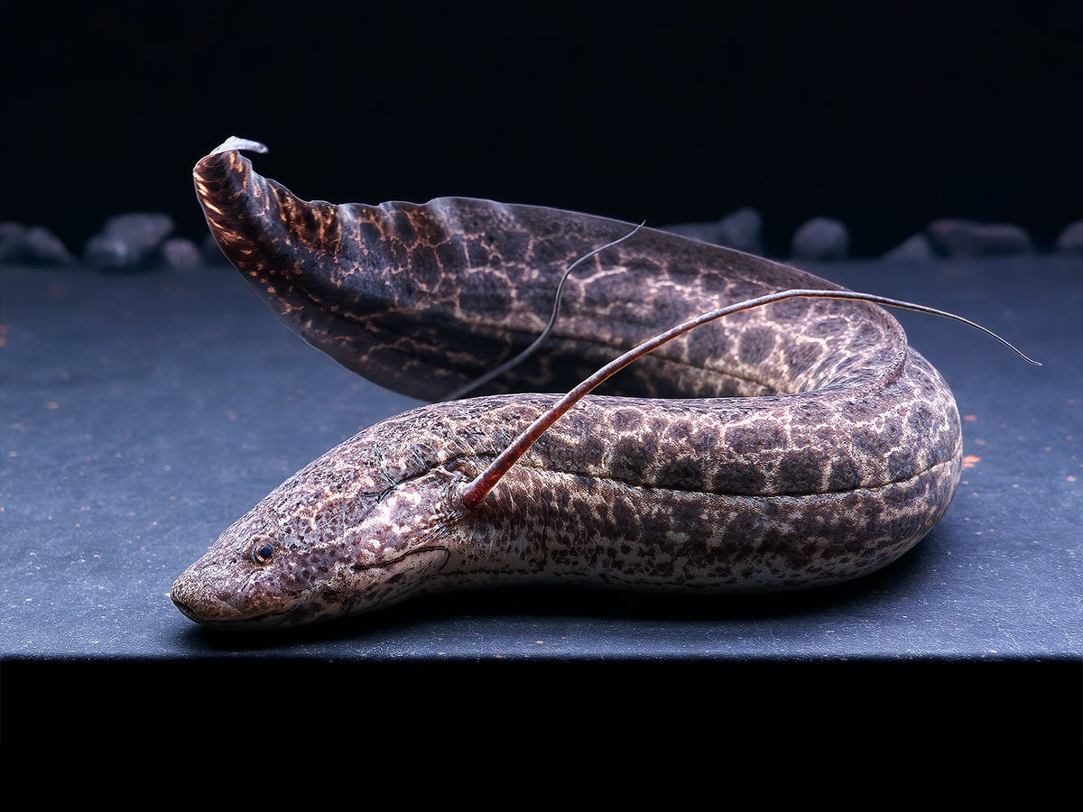 Marmorierter Lungenfisch