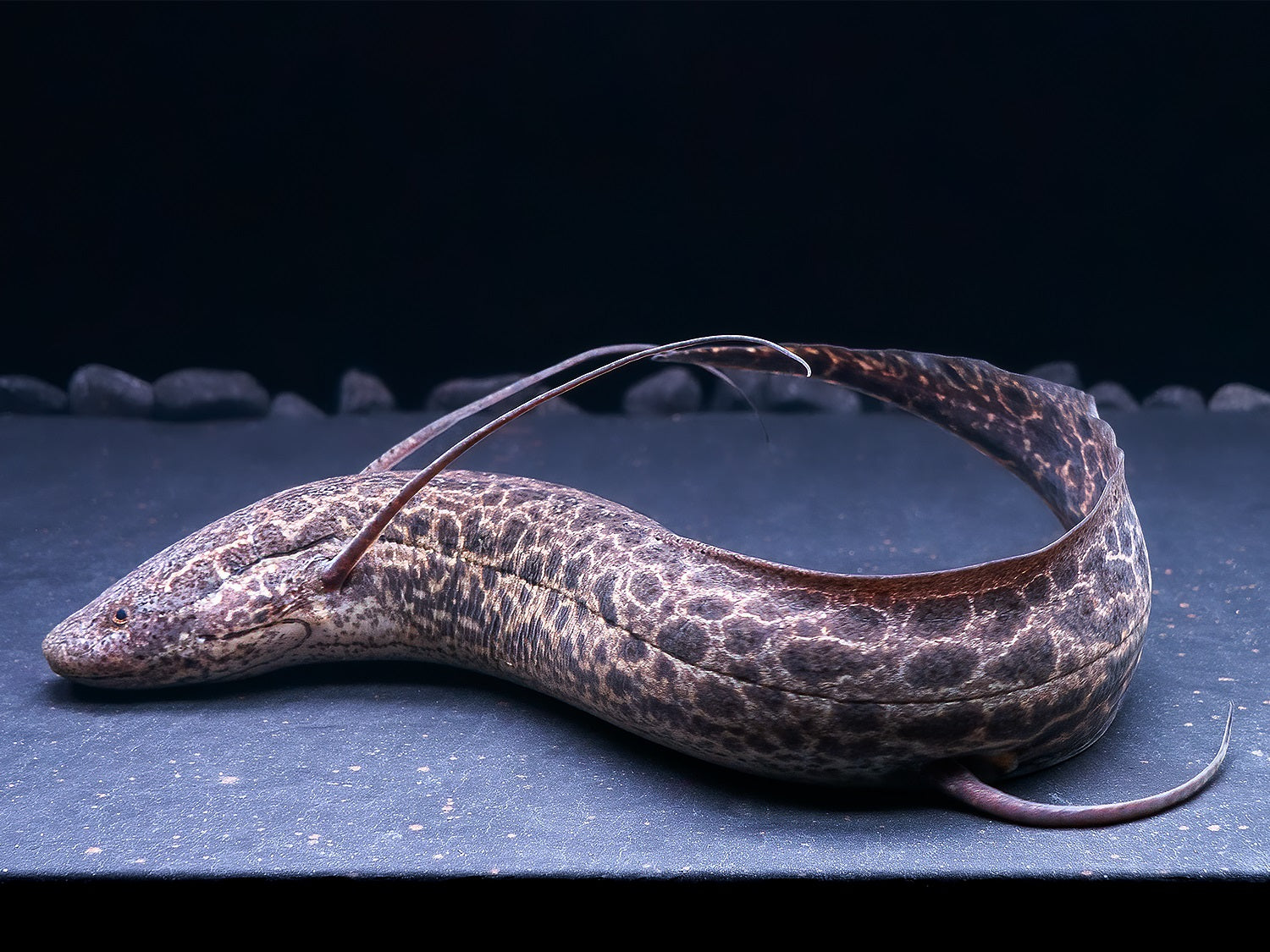 Marmorierter Lungenfisch