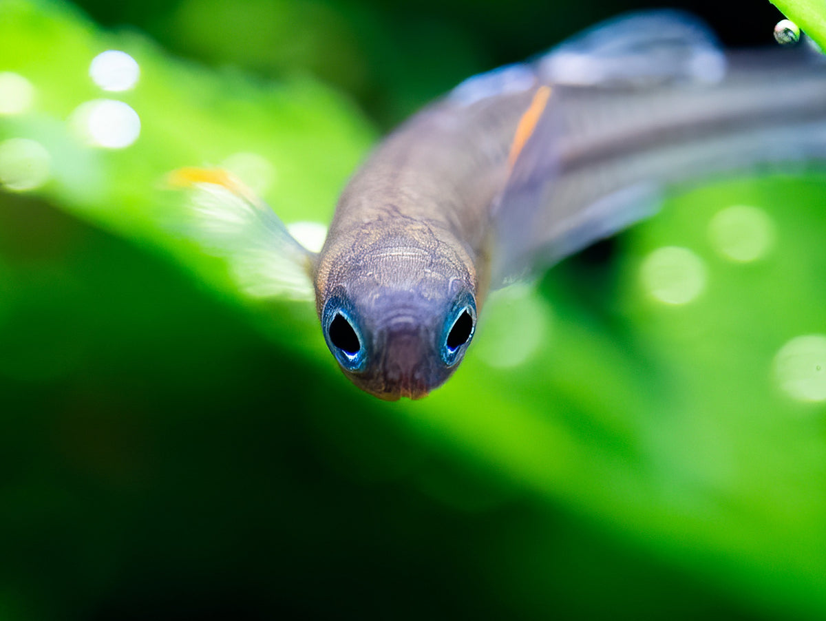 Geflecktes Blauauge 'Aru 2'