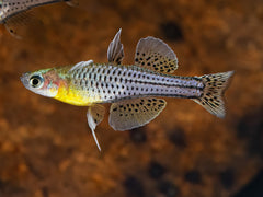Geflecktes Blauauge 'Aru 2'