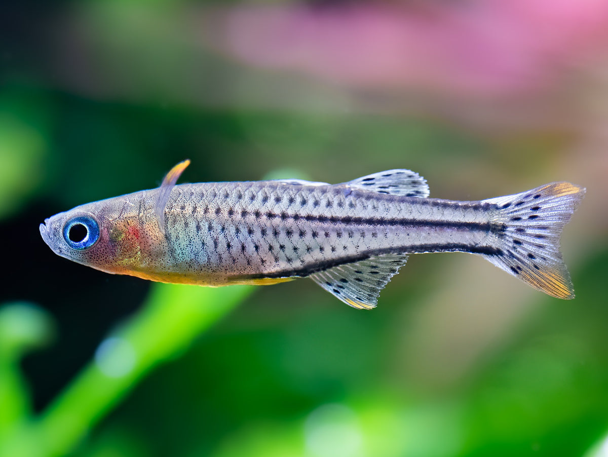 Geflecktes Blauauge 'Aru 2'