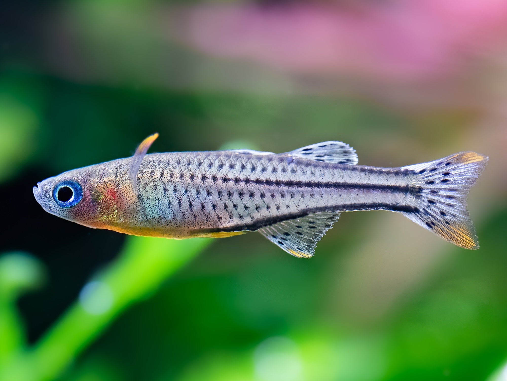 Geflecktes Blauauge 'Aru 2'