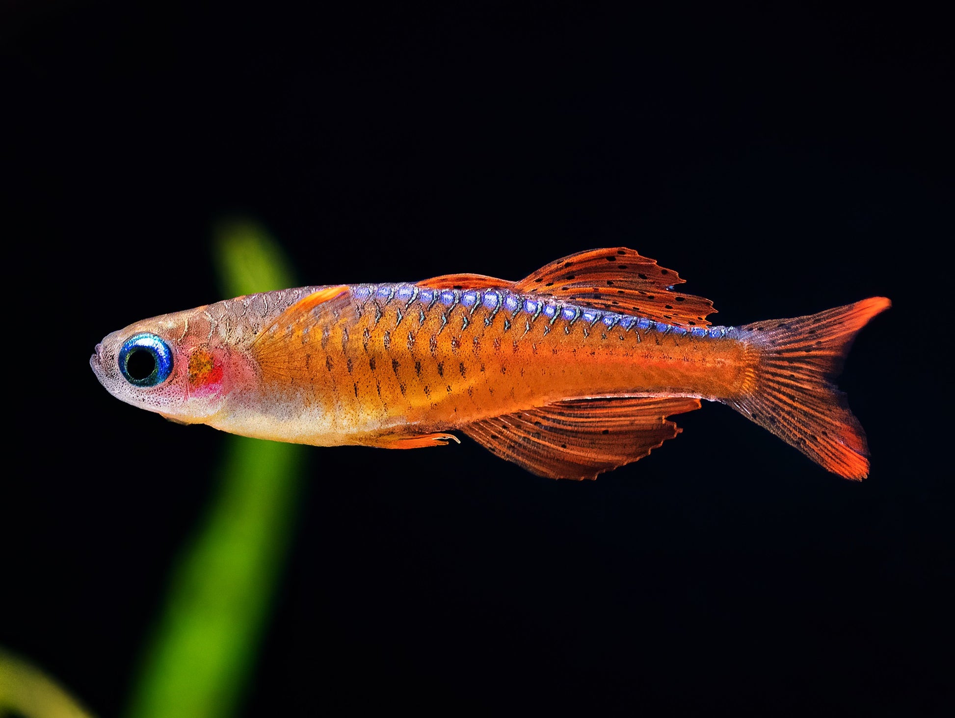 Neon-Blauauge