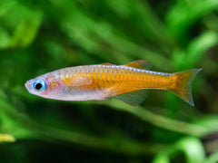 Neon-Blauauge