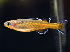 Honigblauauge