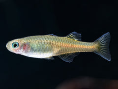 Honigblauauge