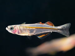 Timika Blauauge