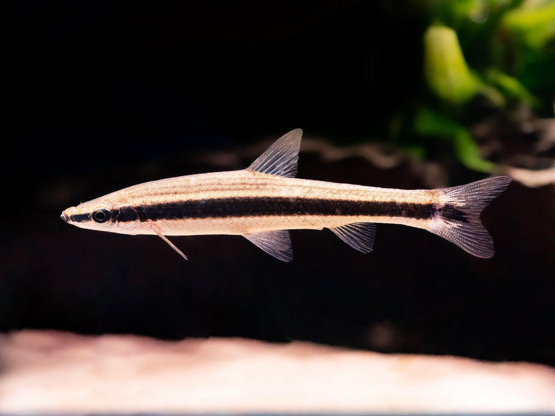 Pseudorasbora elongata