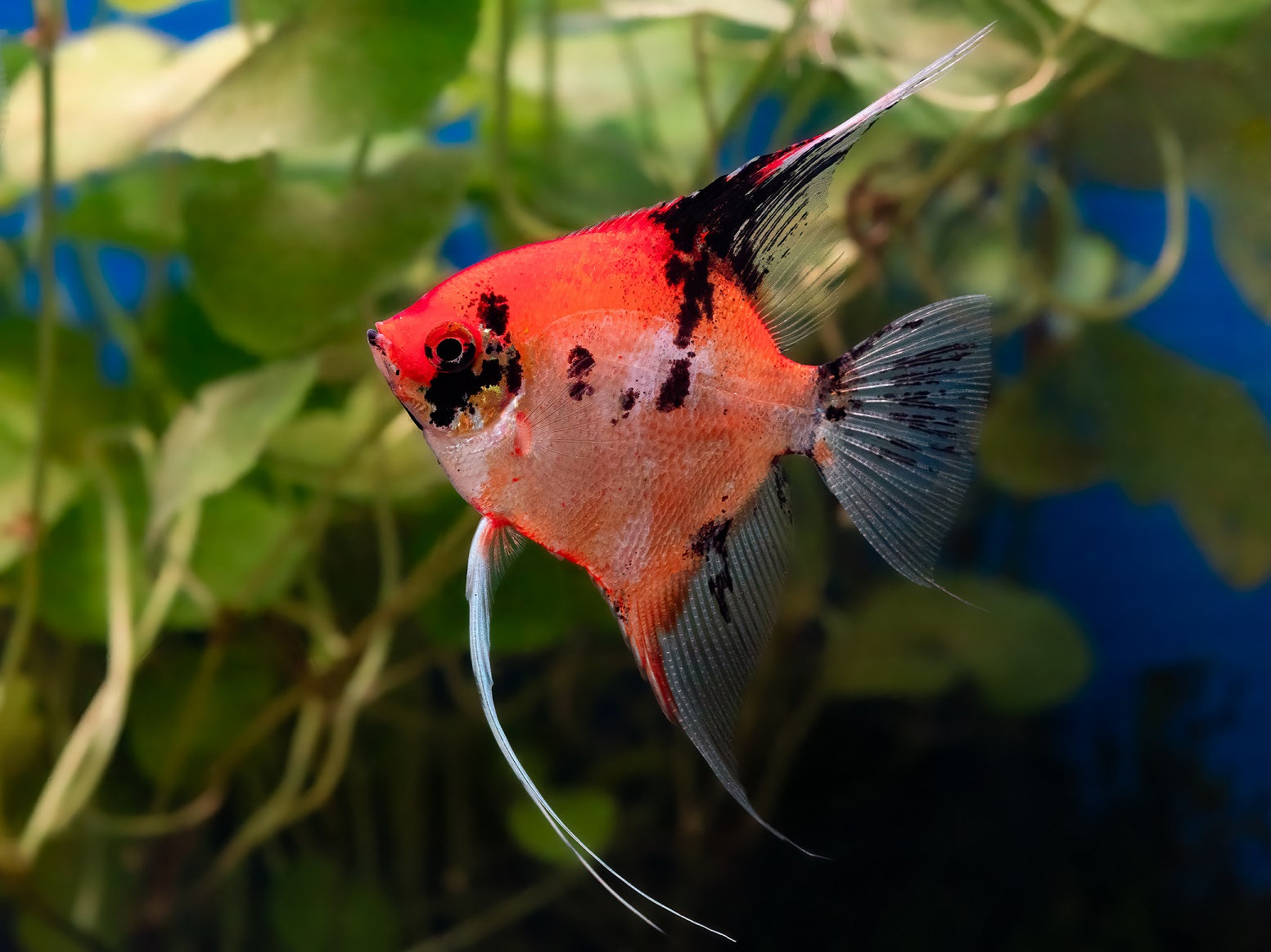 Red Devil Skalar