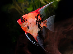 Red Devil Skalar