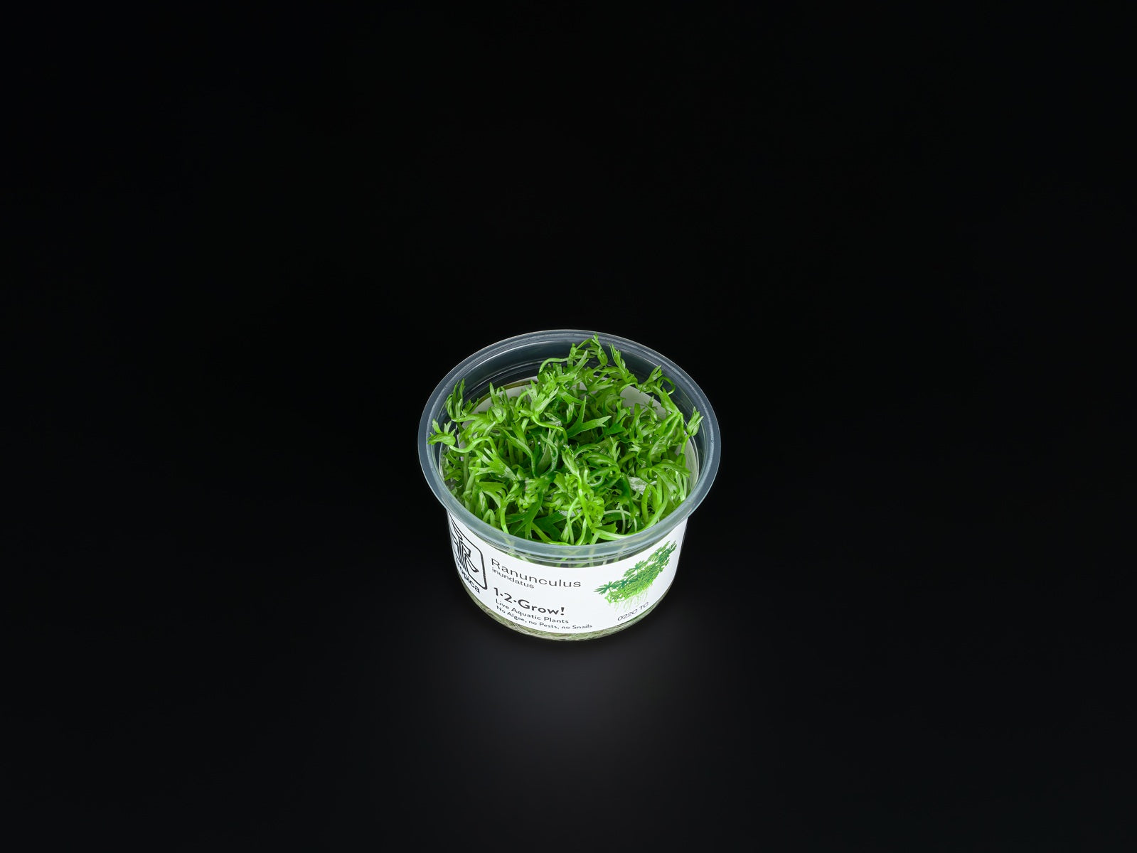 Ranunculus inundatus