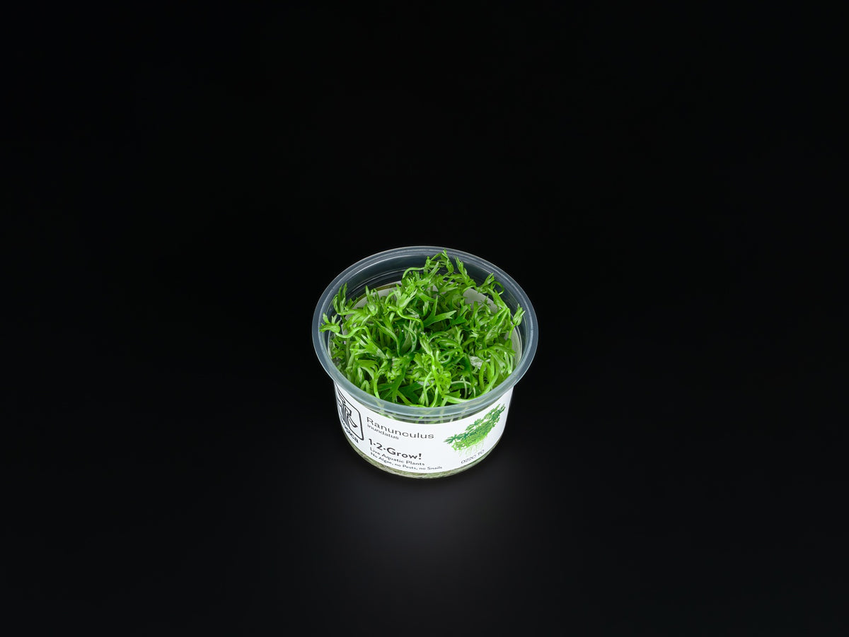 Ranunculus inundatus
