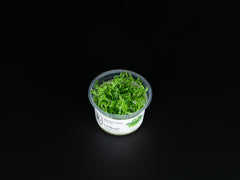 Ranunculus inundatus