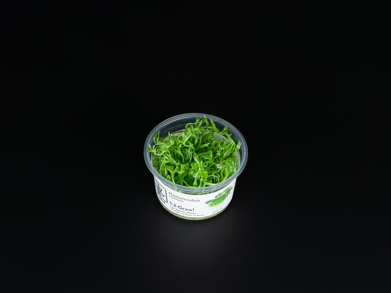 Ranunculus inundatus
