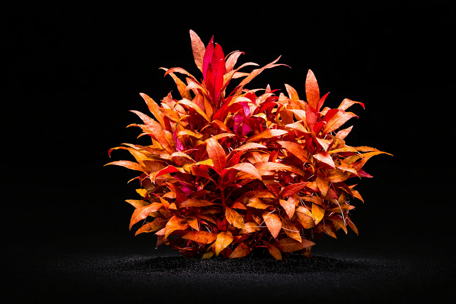 Alternanthera reineckii 'Mini'