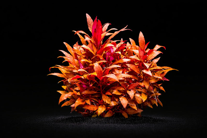Alternanthera reineckii 'Mini'