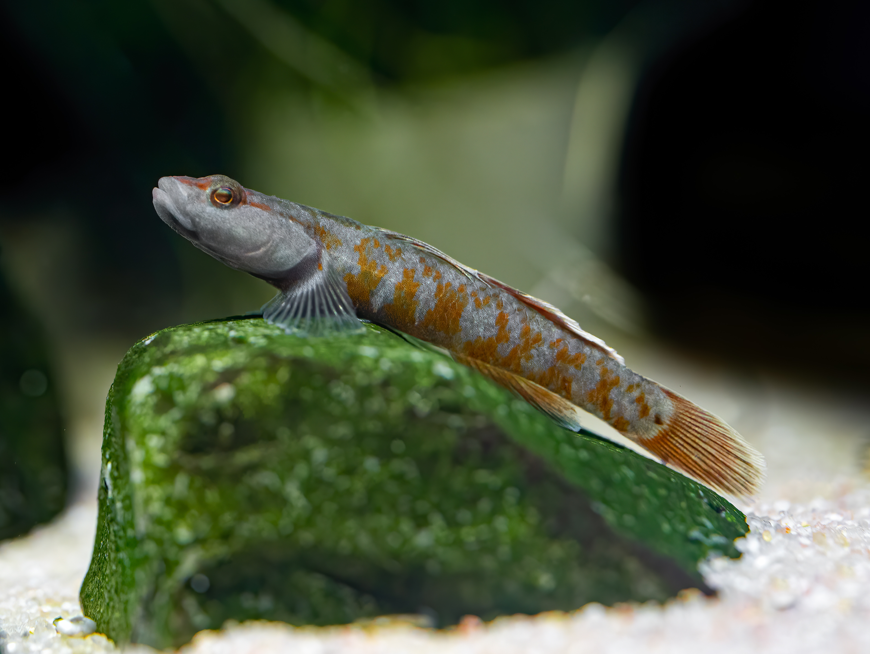 Flammengrundel