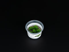 Riccardia sp. 'chamedryfolia'