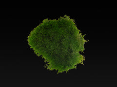 Riccardia sp. 'chamedryfolia'