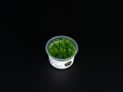 Riccia fluitans
