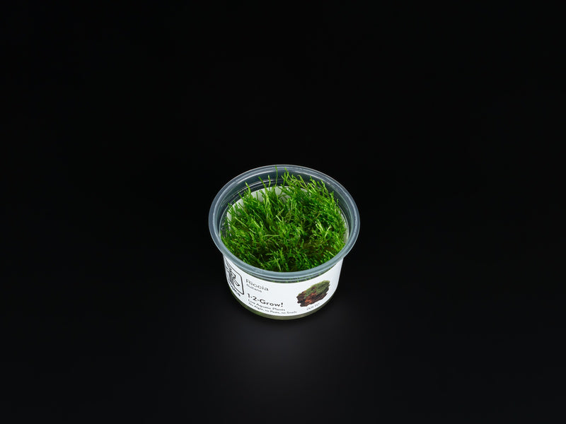 Riccia fluitans