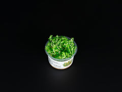 Rotala indica 'Bonsai'