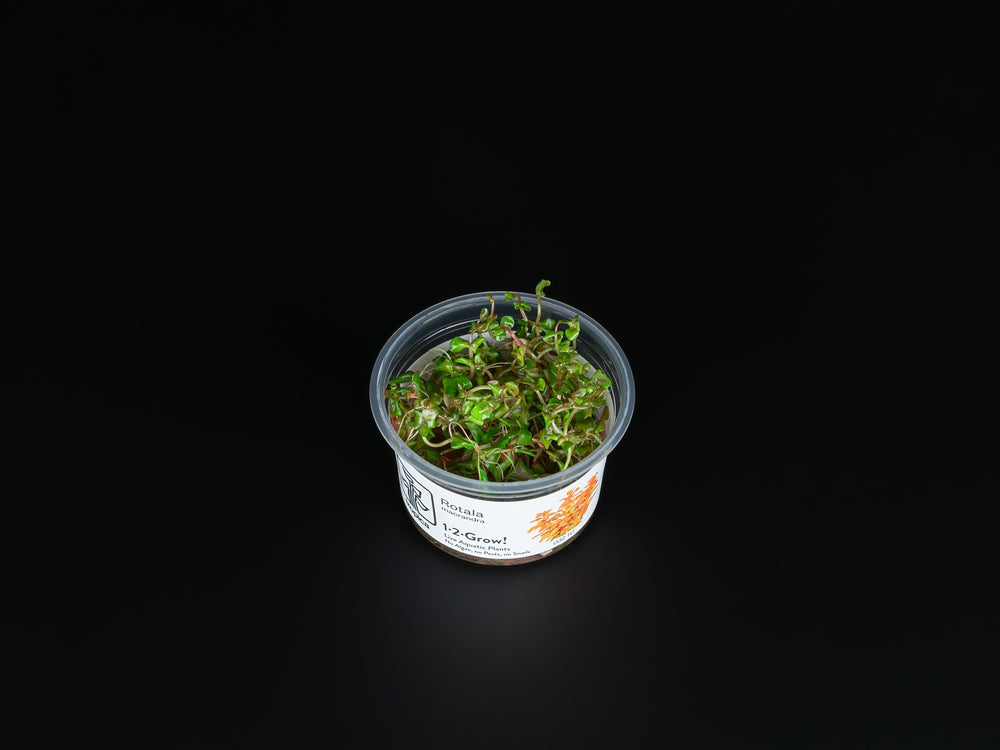 Rotala macrandra