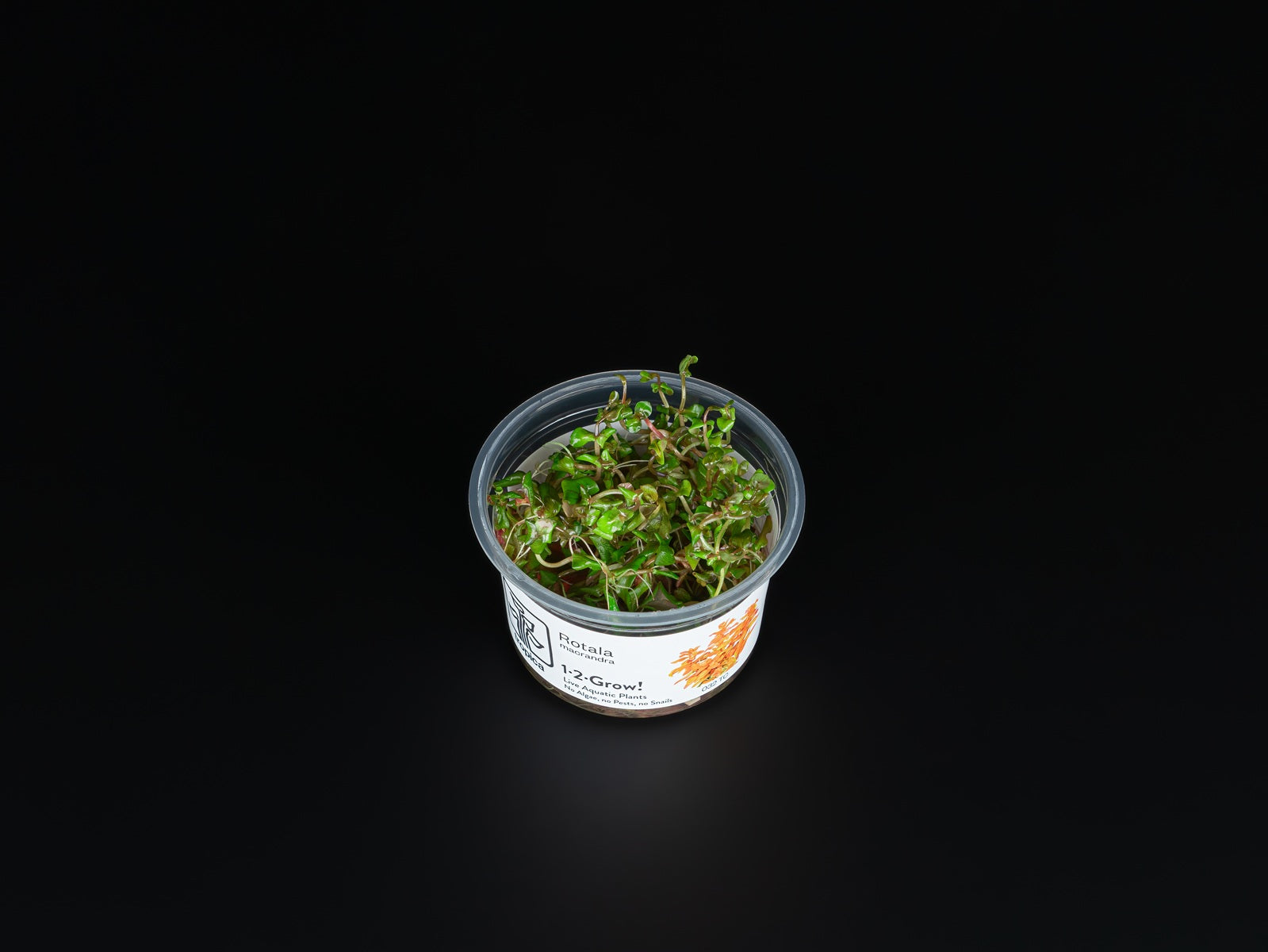 Rotala macrandra