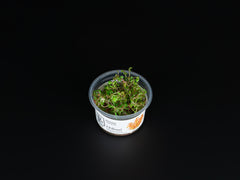 Rotala macrandra