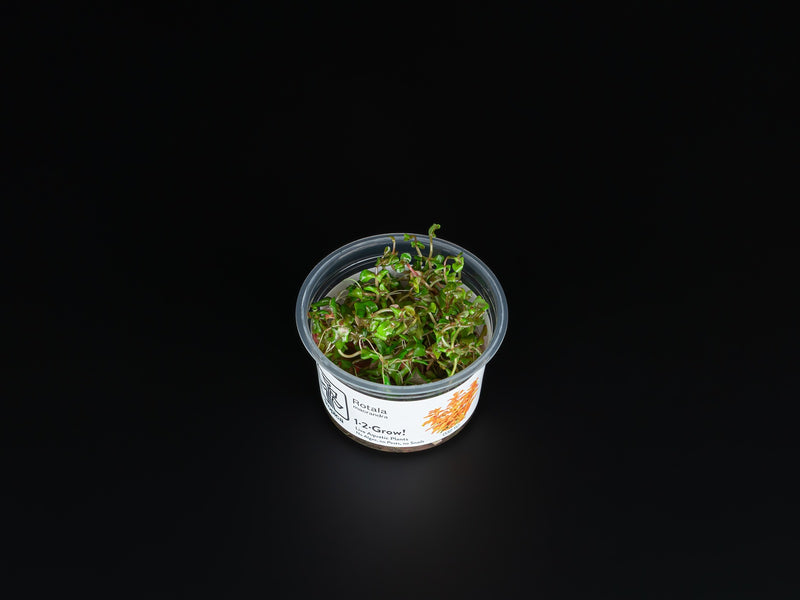 Rotala macrandra