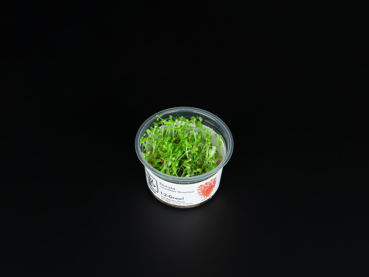 Rotala rotundifolia 'Blood Red'