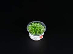 Rotala rotundifolia 'Blood Red'