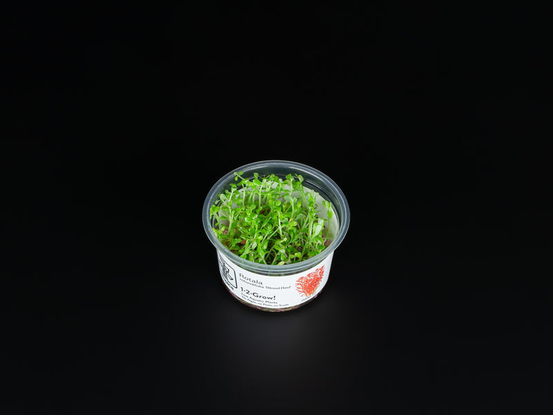 Rotala rotundifolia 'Blood Red'
