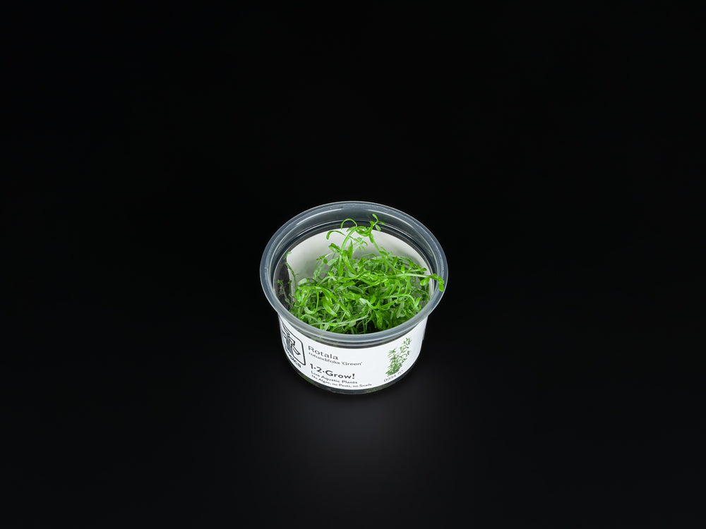 Rotala rotundifolia 'Green'