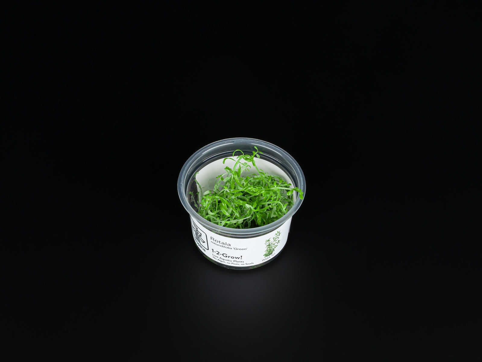 Rotala rotundifolia 'Green'