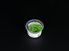 Rotala rotundifolia 'Green'