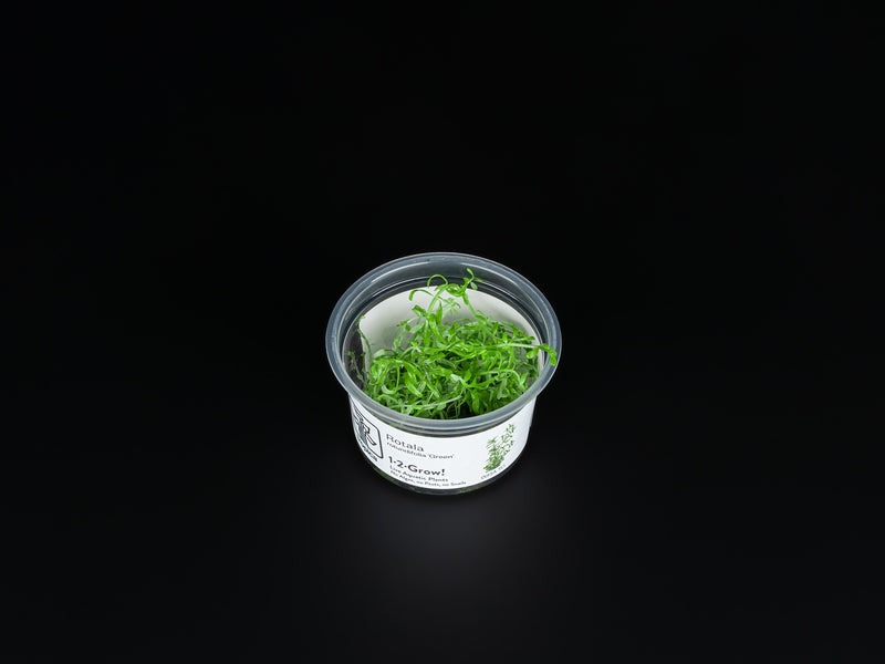 Rotala rotundifolia 'Green'