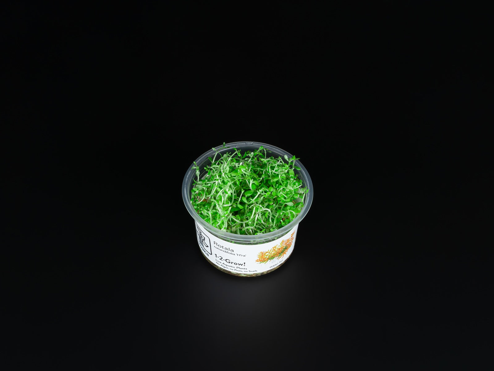 Rotala rotundifolia "Gia Lai" / "H'Ra"